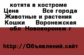 котята в костроме › Цена ­ 2 000 - Все города Животные и растения » Кошки   . Воронежская обл.,Нововоронеж г.